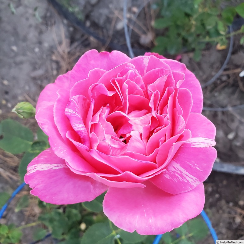 'Candy Stripe' rose, click to enlarge 'Candy Stripe' rose photo