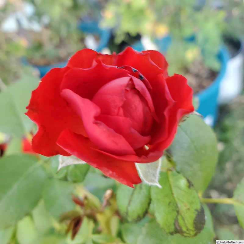 'True Passion' rose photo