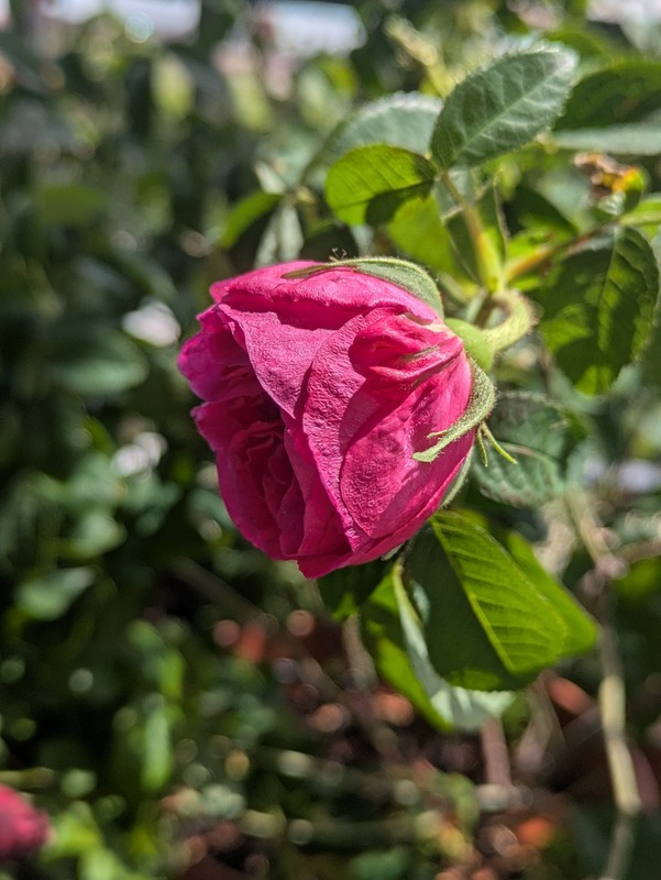 'Charles de Mills' rose photo