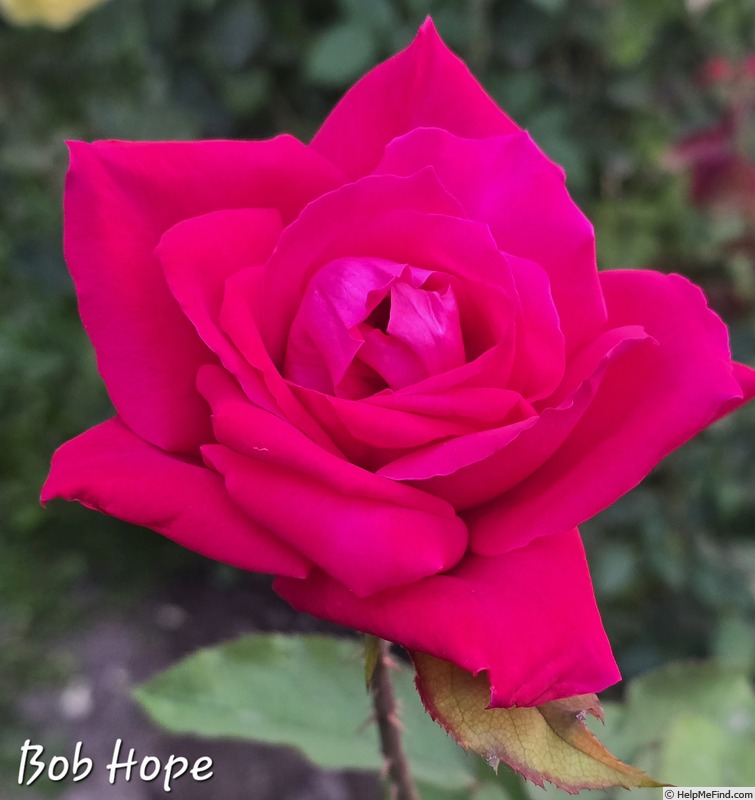 'Bob Hope' rose photo