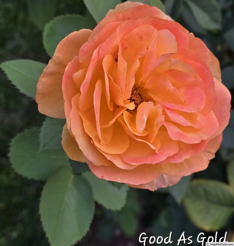'Good as Gold (hybrid tea, Carruth 2013)' rose photo
