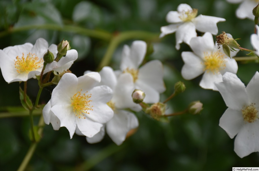 'R. wichurana' rose photo