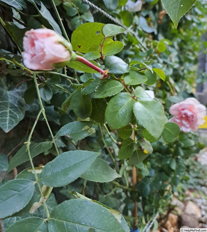 'La Giralda ® (climber, Kordes, 2003)' rose photo