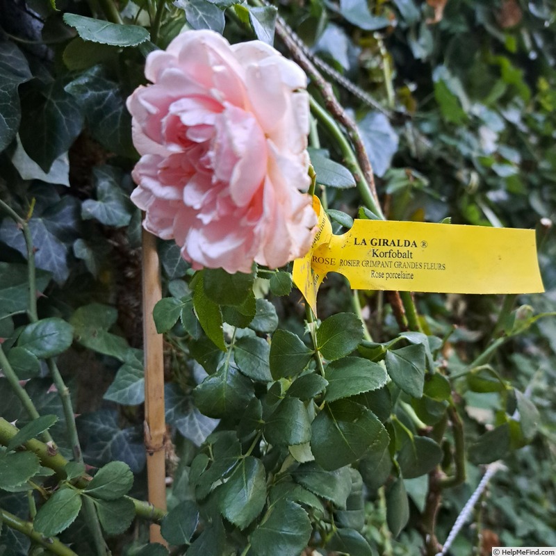 'La Giralda ® (climber, Kordes, 2003)' rose, click to enlarge 'La Giralda ® (climber, Kordes, 2003)' rose photo