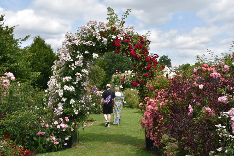 'Peter Beales Roses'  photo