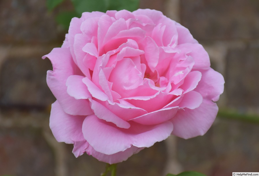 'Madame Caroline Testout, Cl.' rose photo