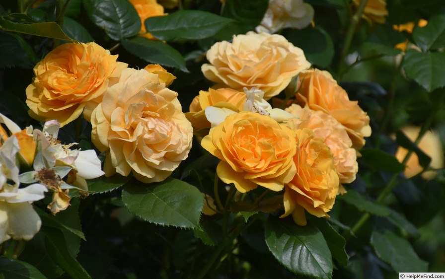 'Absolutely Fabulous' rose photo