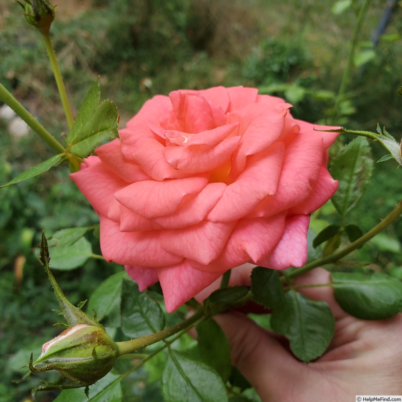 'Summer Sun (shrub, Kordes, 2006/10)' rose photo