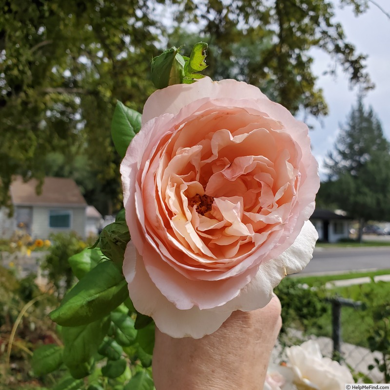 'Princesse Charlène de Monaco ®' rose photo