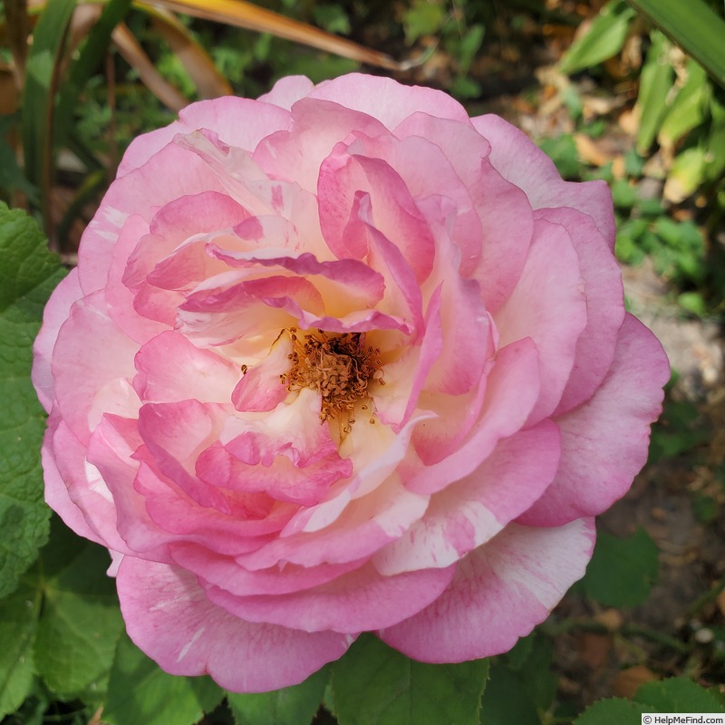 'Marc Chagall ™' rose photo