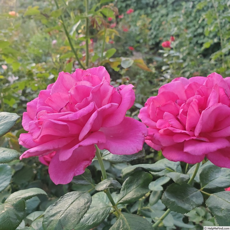 'Della Reese ™' rose, click to enlarge 'Della Reese ™' rose photo