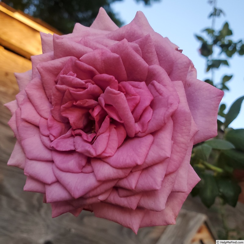 'Quicksilver ™ (climber, Kordes, 2004/16)' rose photo