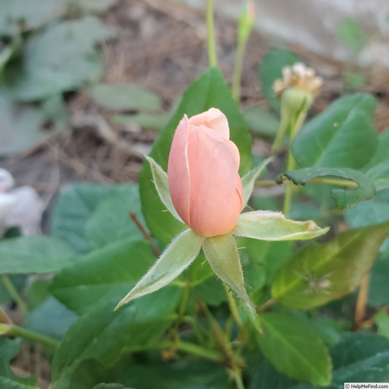'Perle d'Or (polyantha, Rambaux, 1875)' rose photo