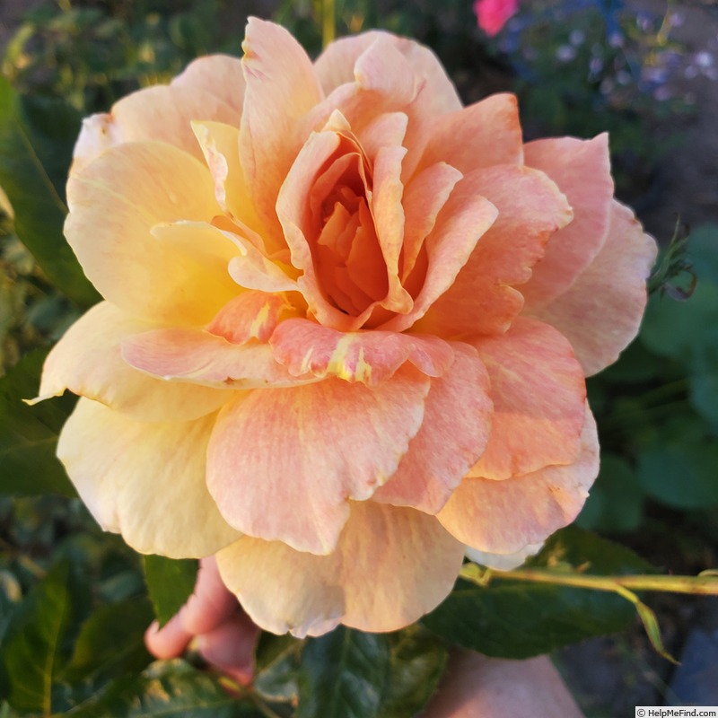 'Helen Hayes' rose photo