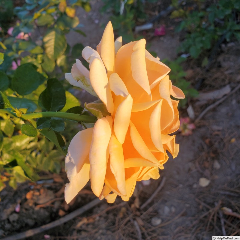 'Beautiful Day ™' rose photo
