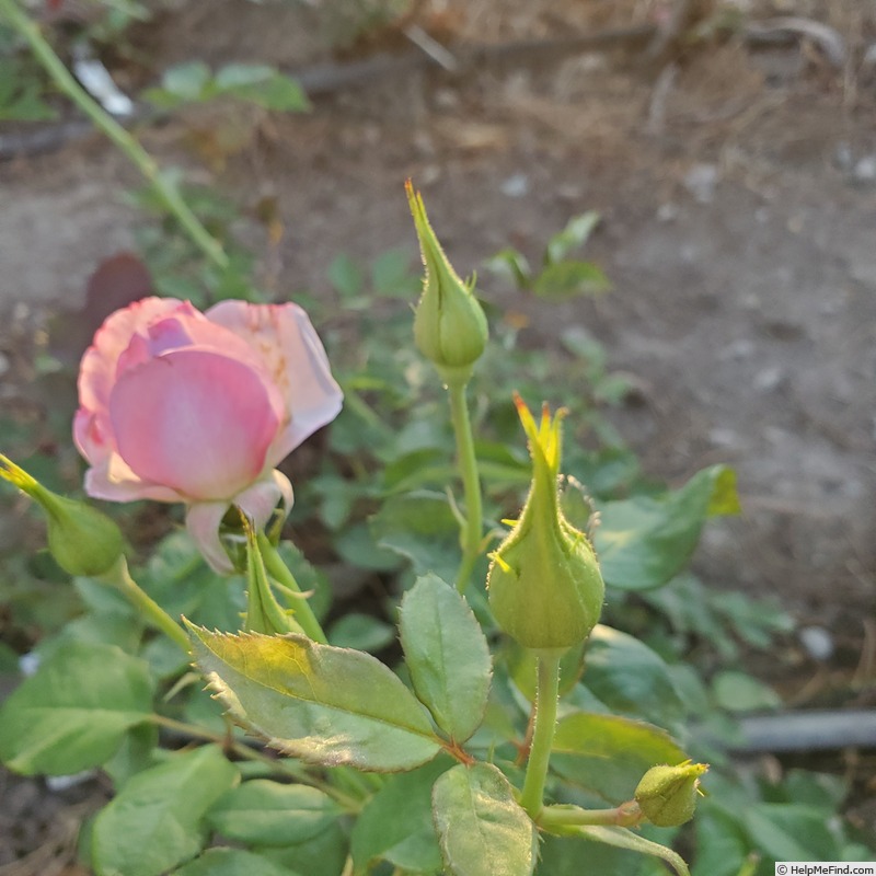 'La Di Da' rose, click to enlarge 'La Di Da' rose photo