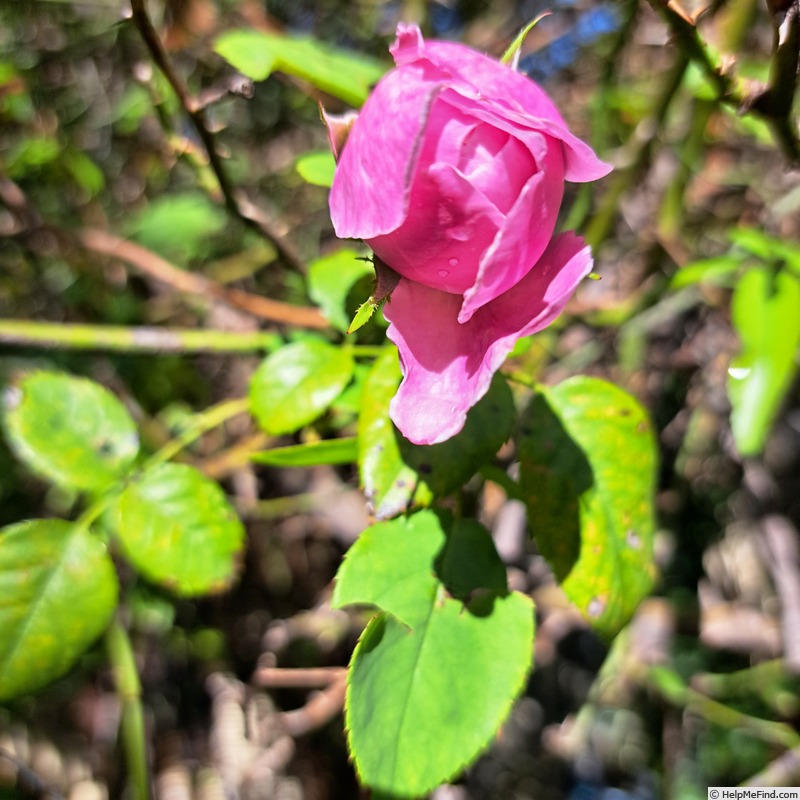 'Spirit of Freedom' rose photo