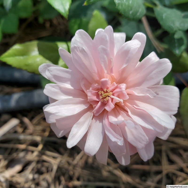 'Perle d'Or (polyantha, Rambaux, 1875)' rose photo