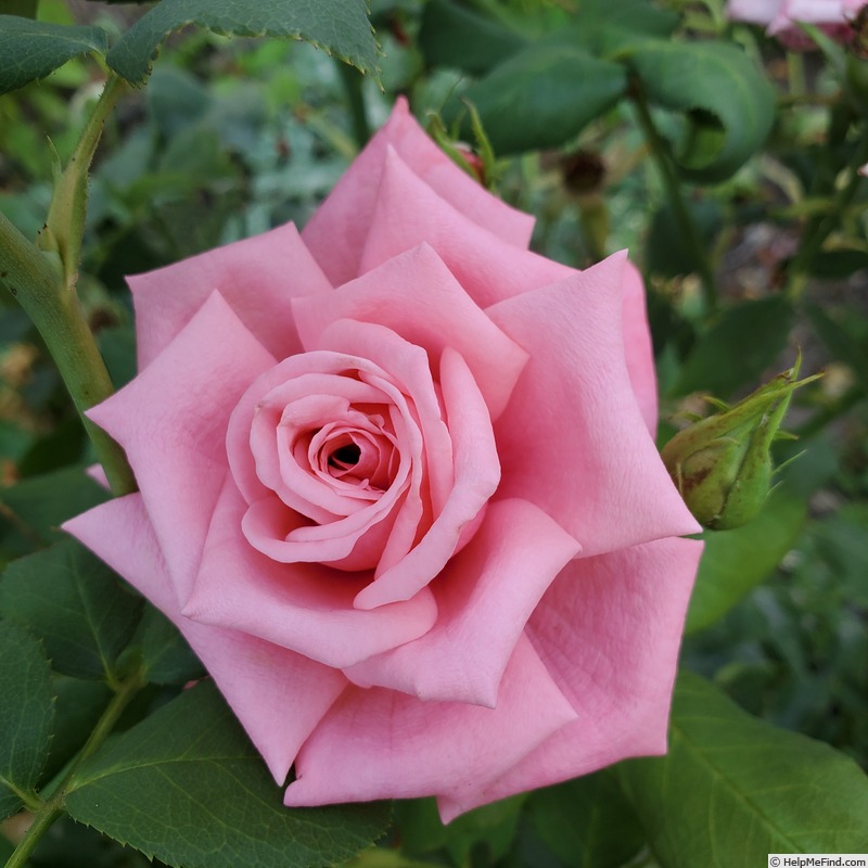 'Gene Boerner' rose photo