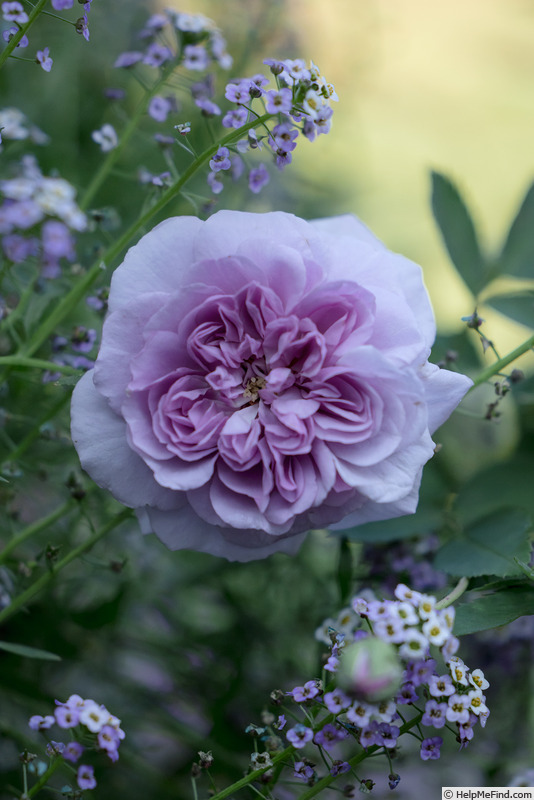 'Rainy Blue' rose photo