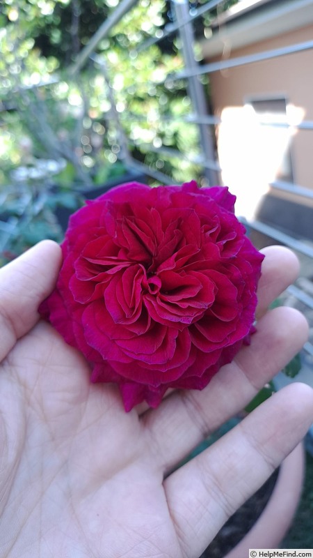 'C03-1' rose photo