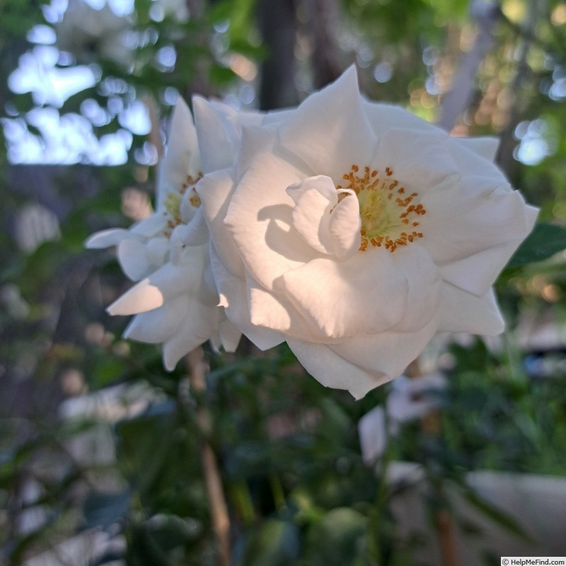 'Schneeküsschen ® (miniature, Kordes 2005/16)' rose photo