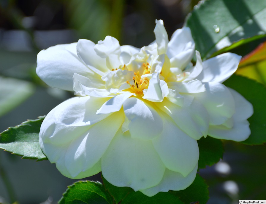 'Imogen (shrub, Austin 2016)' rose photo