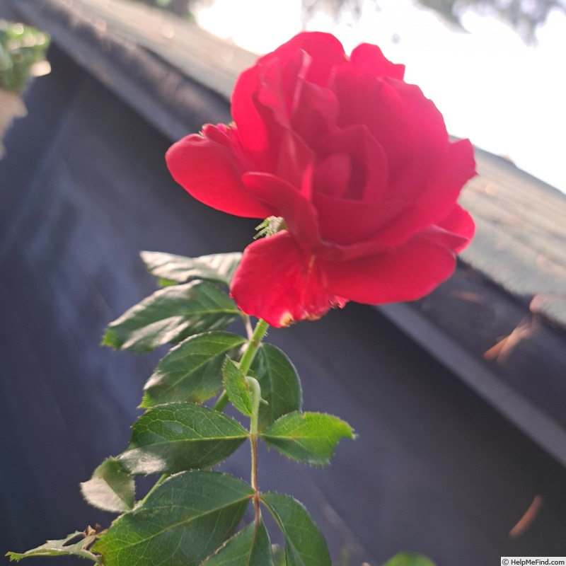 'Docteur Watson' rose photo
