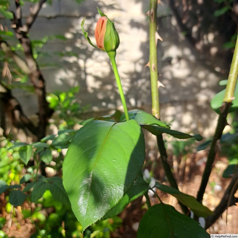 'André le Nôtre ®' rose photo