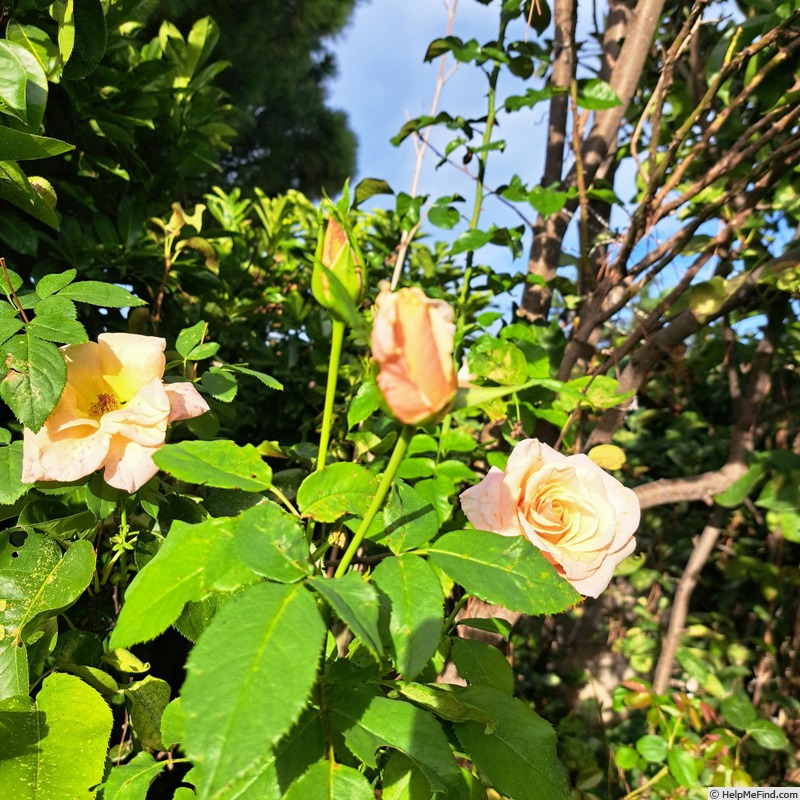 'Paul Ricard ®' rose photo