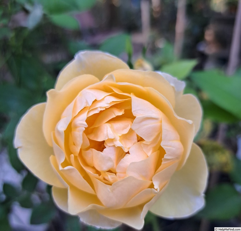 'Vanessa Bell' rose photo