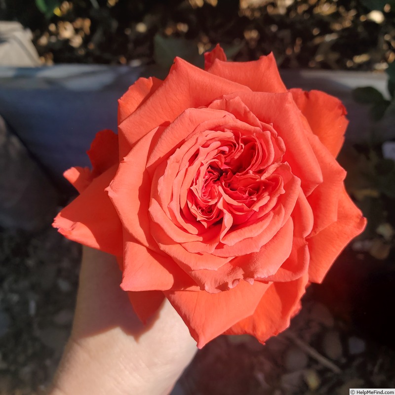 'Arkansas (hybrid tea, Weeks, 1980)' rose photo