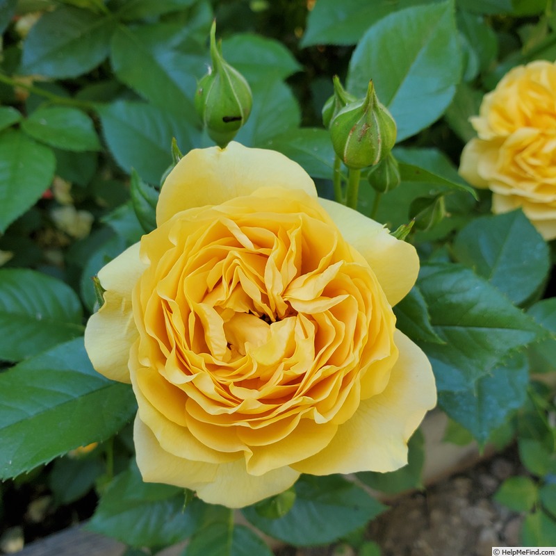 'Julia Child ™ (Floribunda, Carruth 2004)' rose, click to enlarge 'Julia Child ™ (Floribunda, Carruth 2004)' rose photo