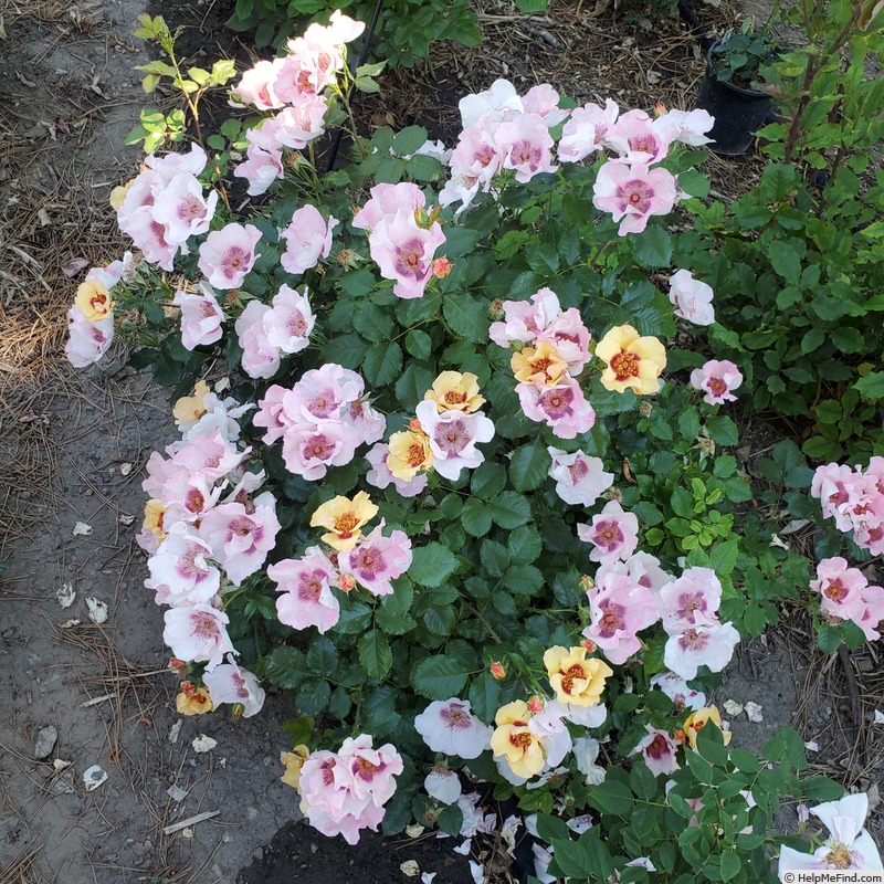 'In Your Eyes™' rose photo
