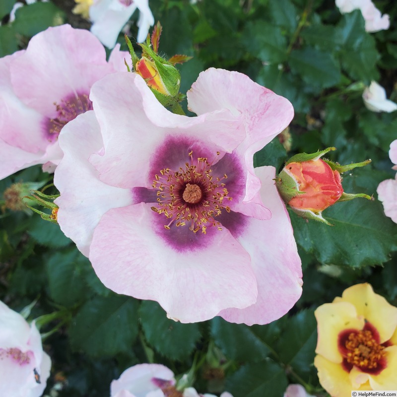 'In Your Eyes™' rose photo
