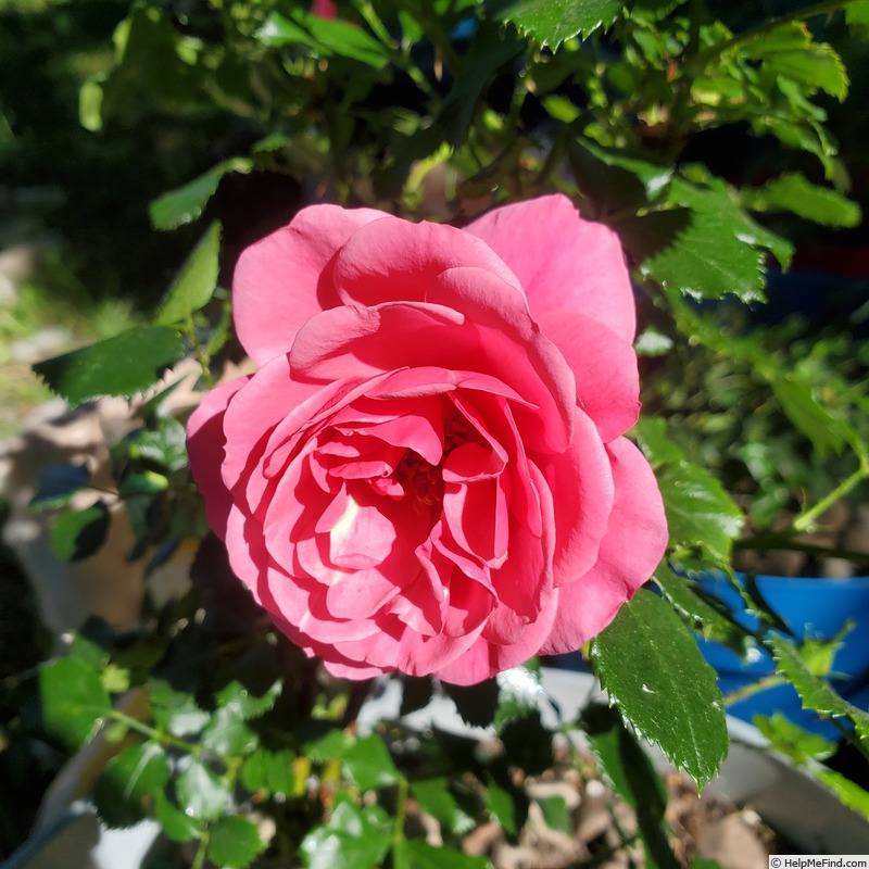 'True Compassion' rose, click to enlarge 'True Compassion' rose photo