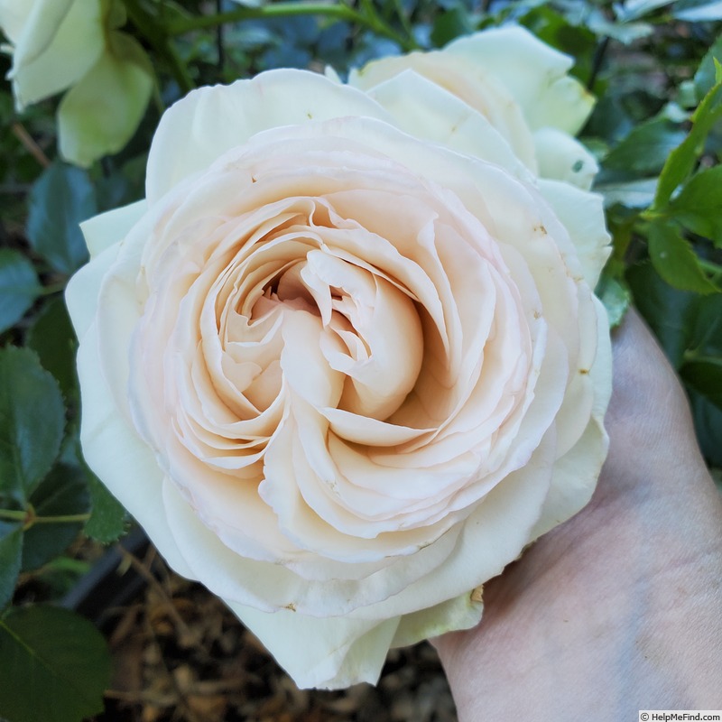 'White Eden ™' rose photo