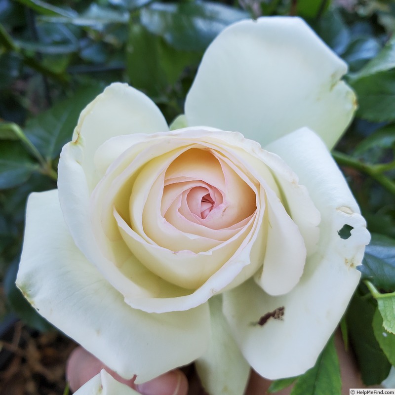 'White Eden ™' rose photo