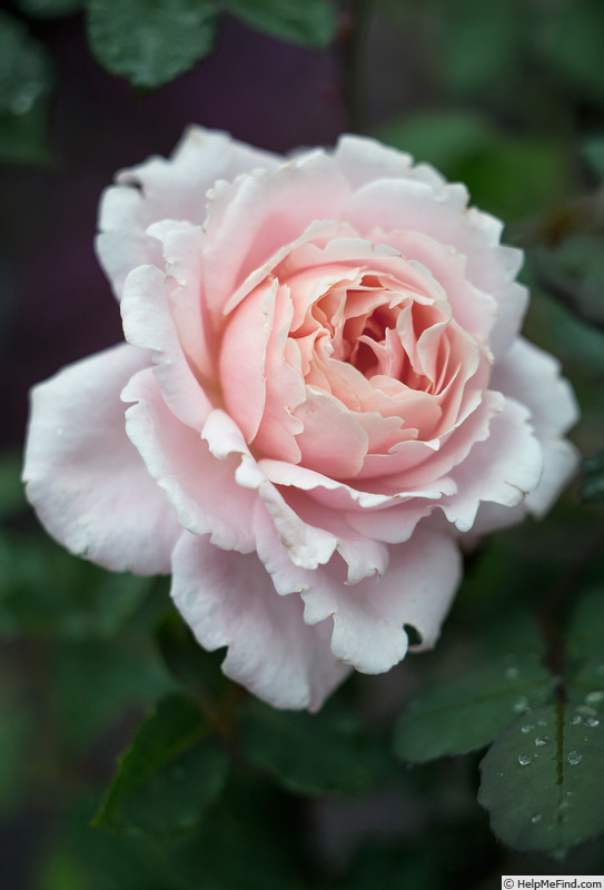 'Sophie Rochas ®' rose, click to enlarge 'Sophie Rochas ®' rose photo