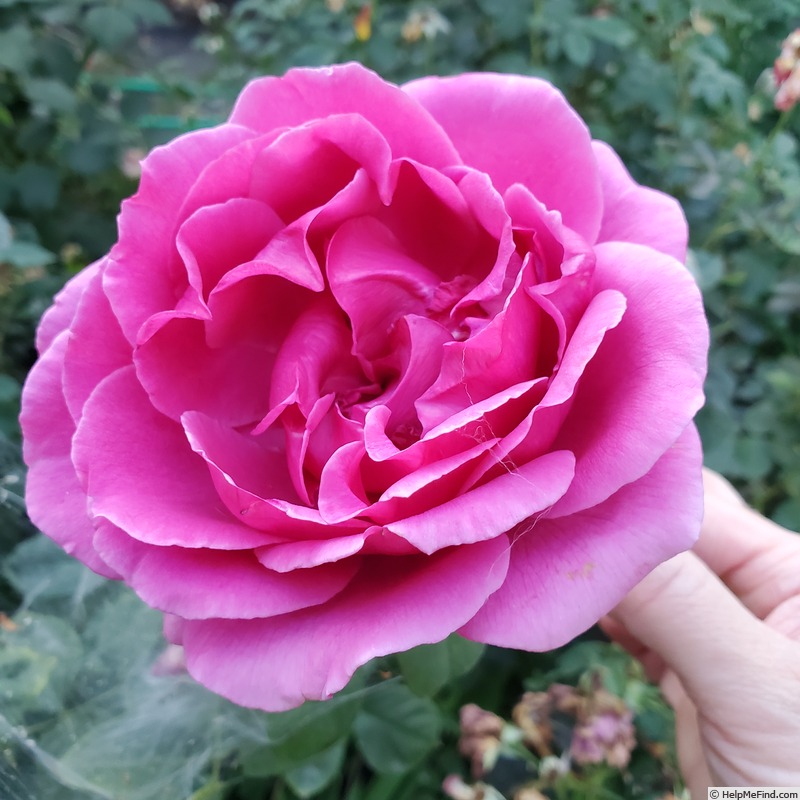 'Miranda Lambert ™' rose, click to enlarge 'Miranda Lambert ™' rose photo