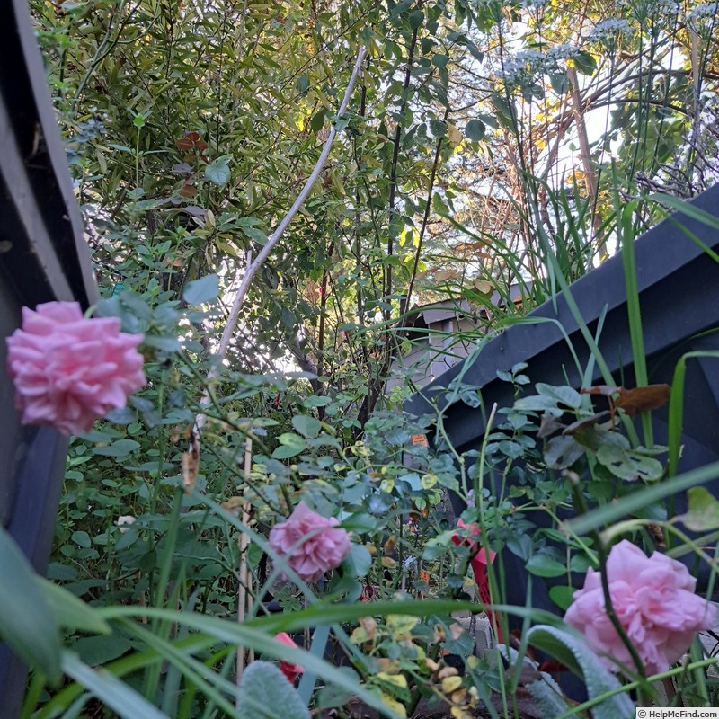'The Faun' rose photo