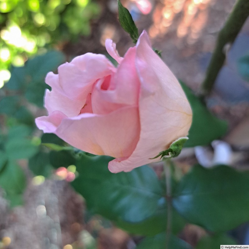 'André le Nôtre ®' rose photo