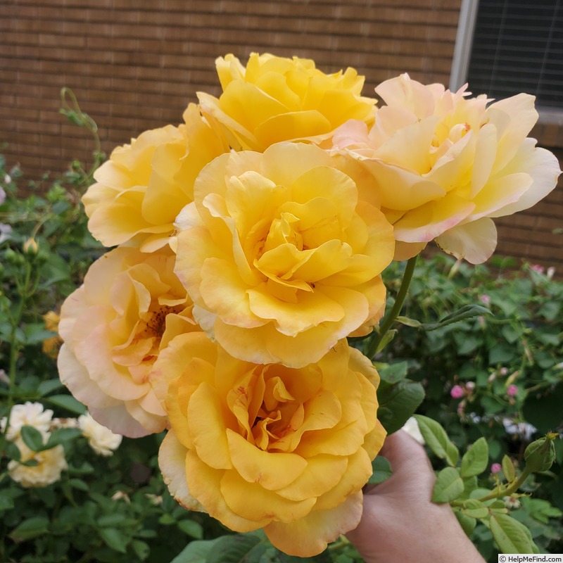 'Gold Glow' rose photo