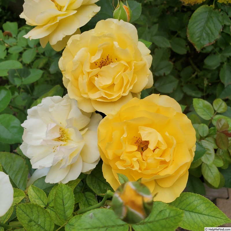 'Julia Child ™ (Floribunda, Carruth 2004)' rose, click to enlarge 'Julia Child ™ (Floribunda, Carruth 2004)' rose photo