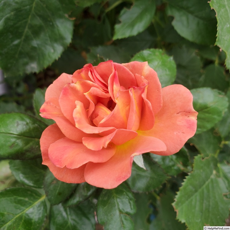 'Pumpkin Patch (floribunda, Bedard 2008)' rose photo