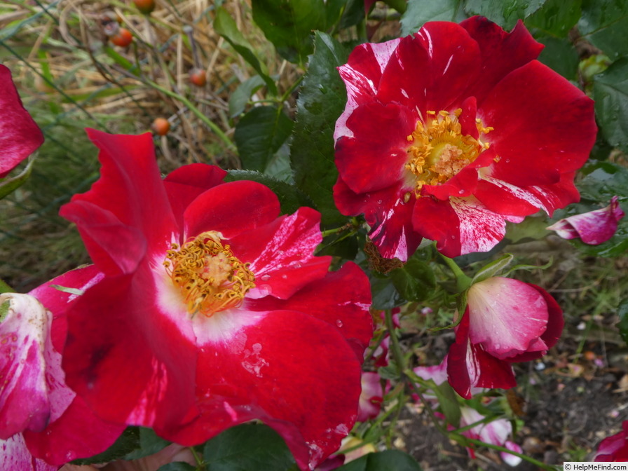 'Fourth of July' rose photo