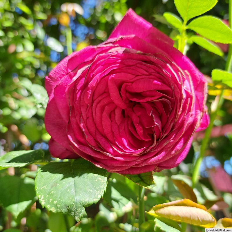 'Kazatchok ®' rose photo