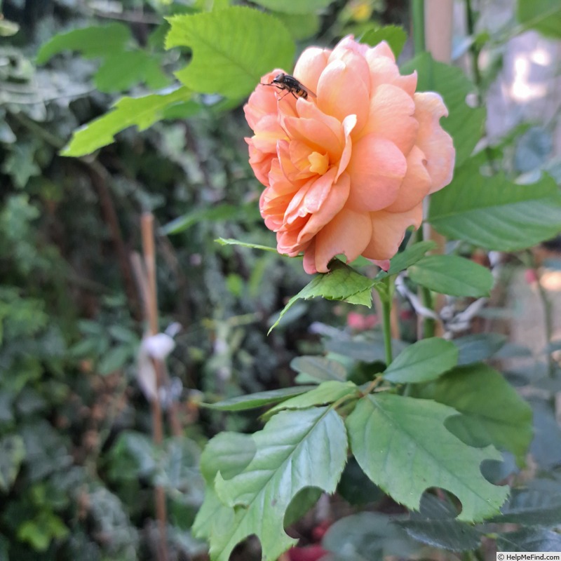'Château de Canon®' rose photo