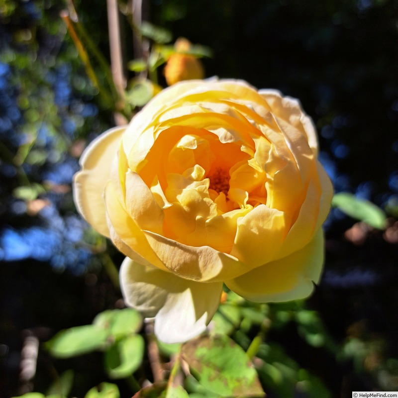 'Vanessa Bell' rose, click to enlarge 'Vanessa Bell' rose photo