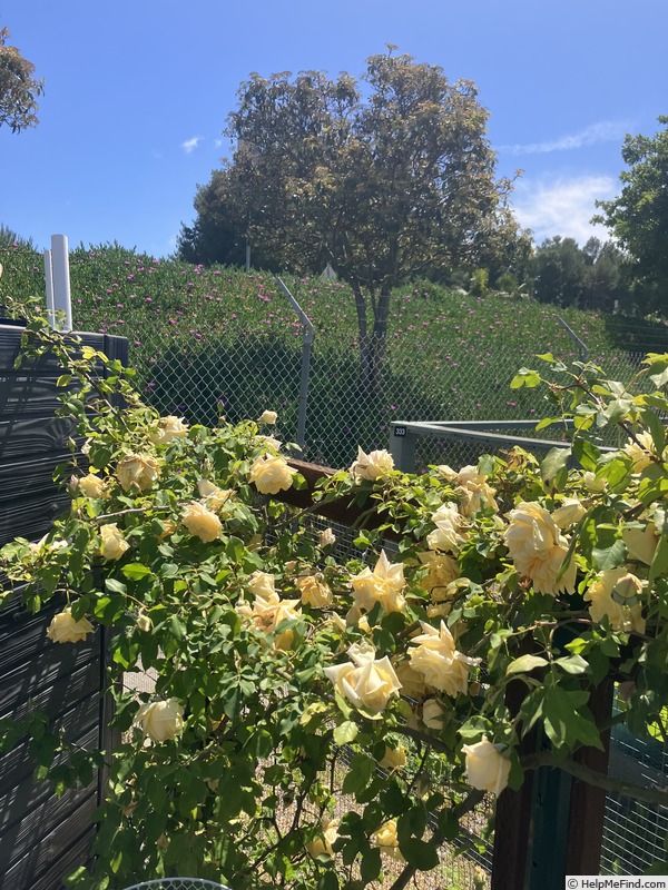 'Maréchal Niel (tea noisette, Pradel or Castel 1857)' rose photo